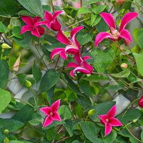 Waldrebe Lady Diana ® - Willemse