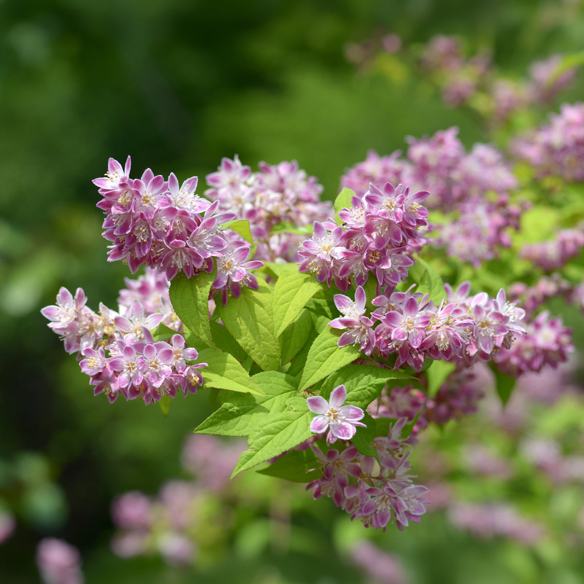 Blühende Sträucher - Erdbeerduft-Deutzie - Deutzia Strawberry Field
