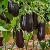 Auberginenpflanzen ‘Baluroi’ F1 (x3) - Solanum melongena Baluroi F1 - Willemse