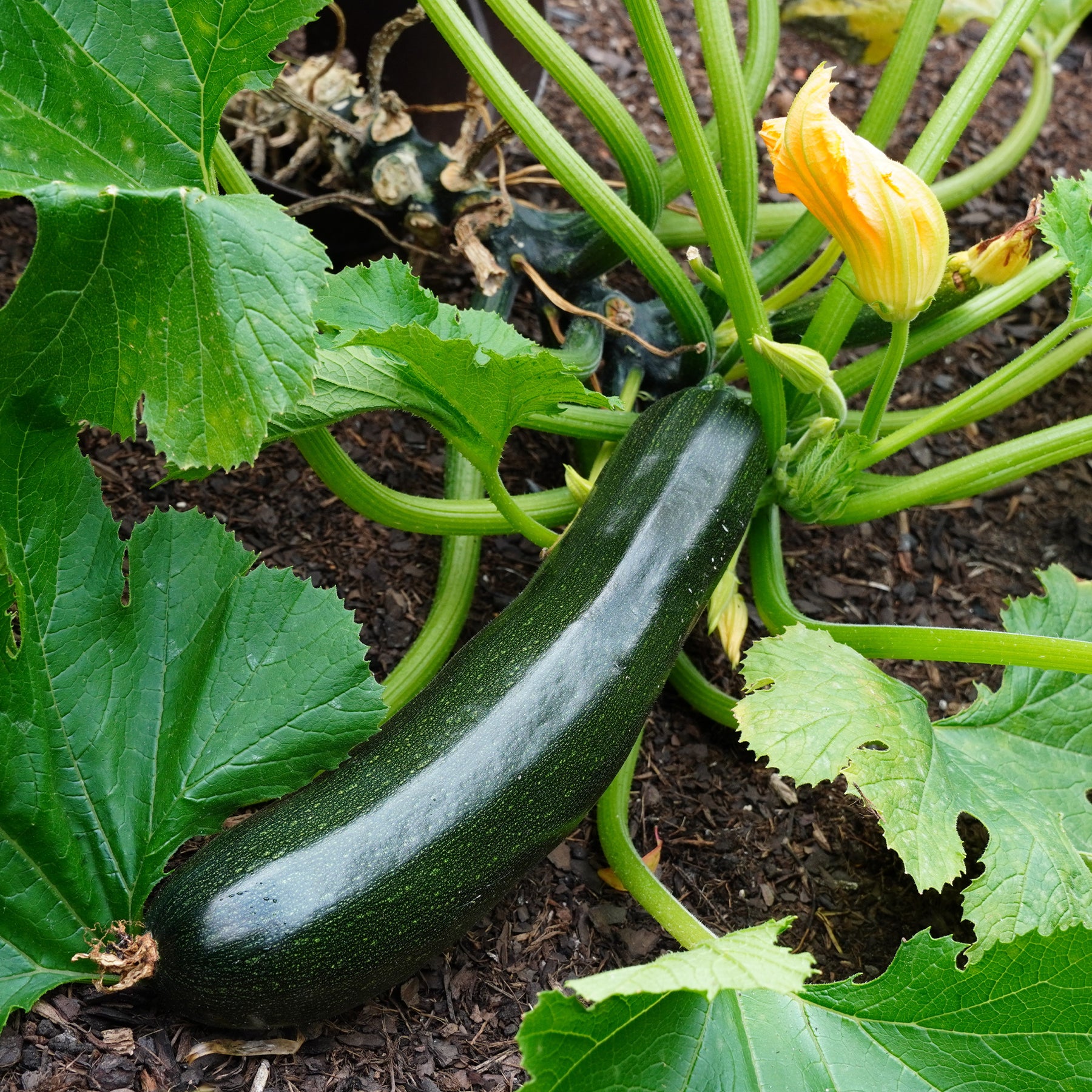Zucchini Tarmino F1 - Willemse