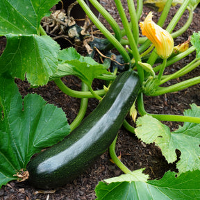 Zucchini Tarmino F1 - Willemse