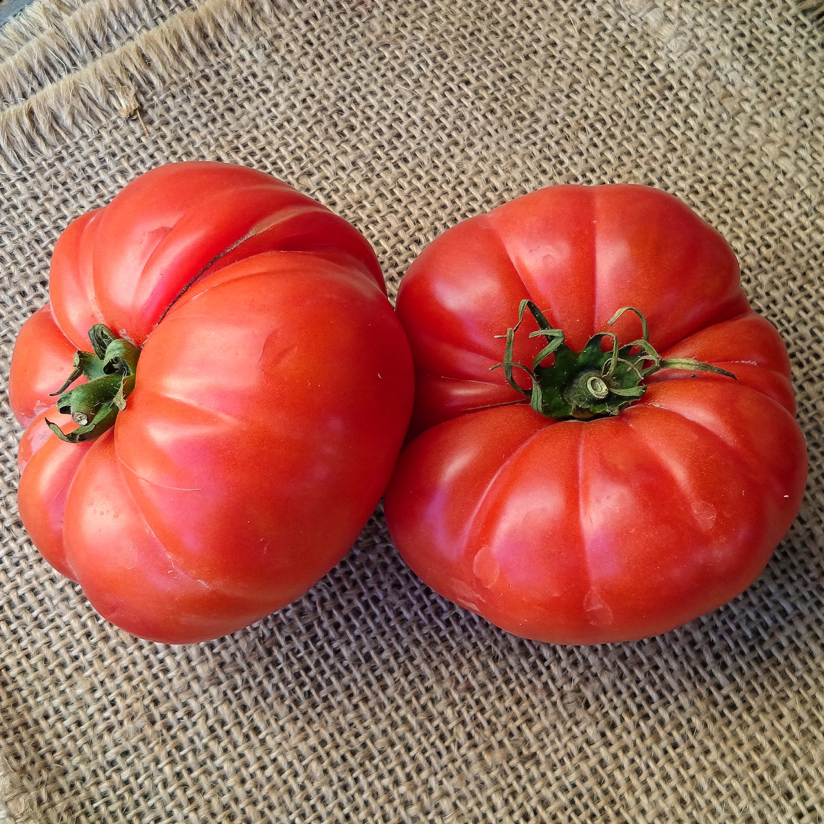 Tomatenpflanzen ‘Marmande’ (x3) - Solanum lycopersicum marmande - Willemse
