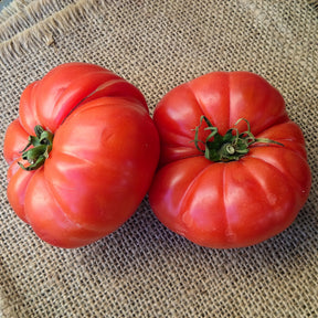 Tomatenpflanzen ‘Marmande’ (x3) - Solanum lycopersicum marmande - Willemse