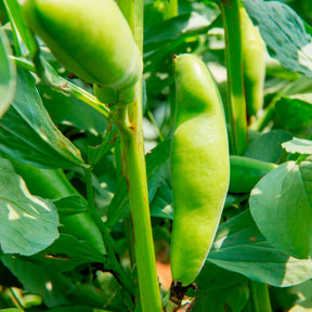 Verkauf Ackerbohne weiß extra früh - Vicia faba blanche précoce