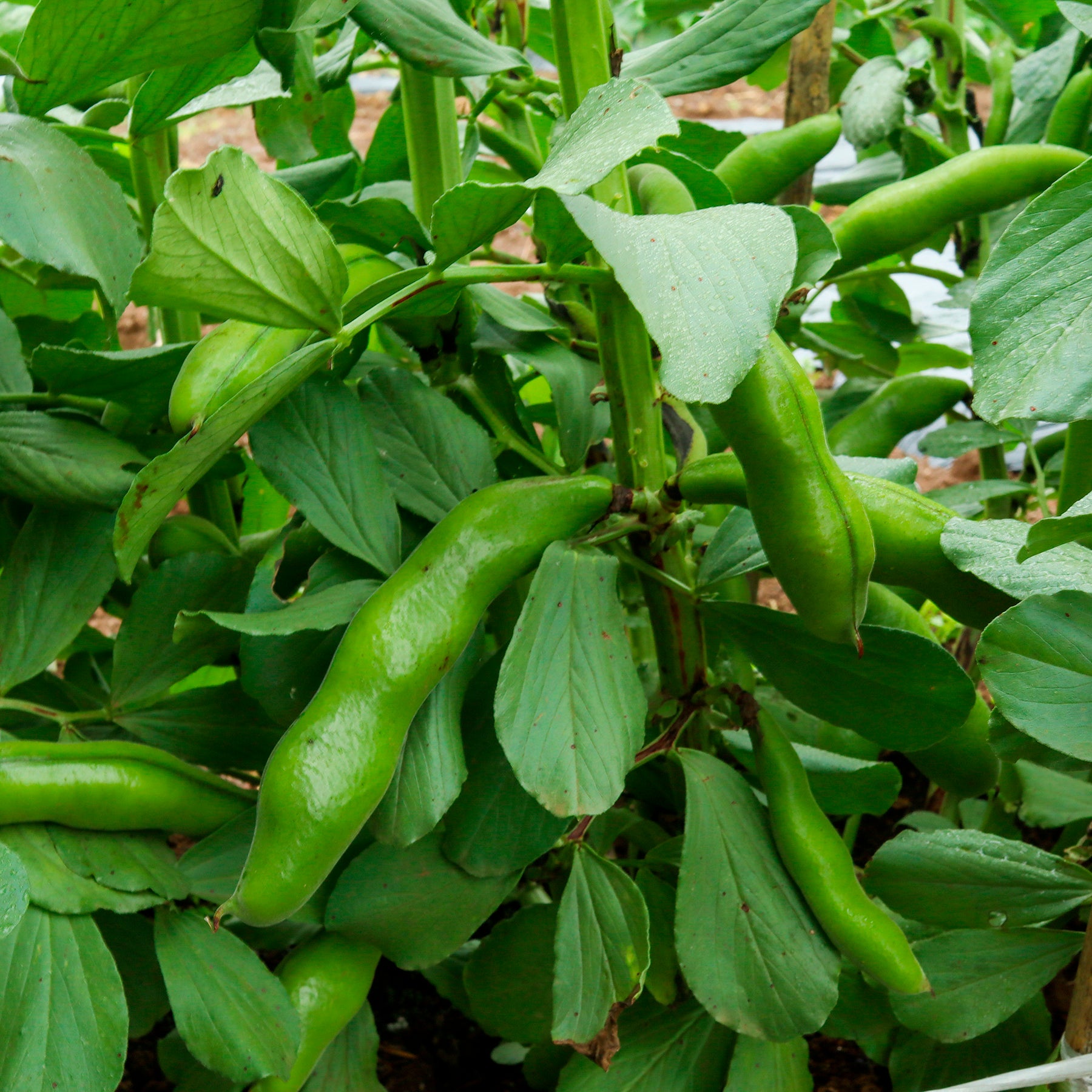 Ackerbohne weiß extra früh - Vicia faba blanche précoce - Willemse