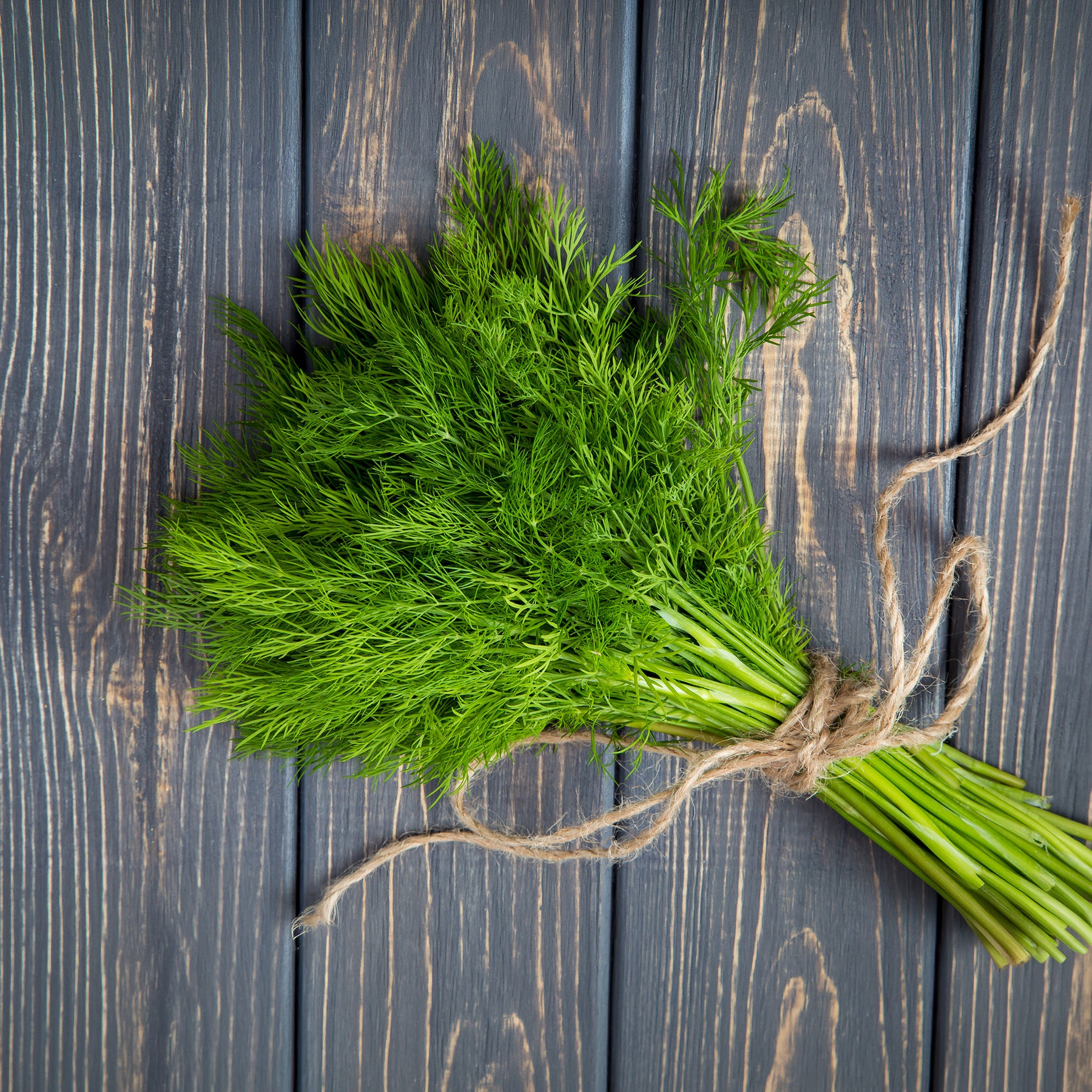 Dill Bouquet - Anethum graveolens bouquet - Willemse
