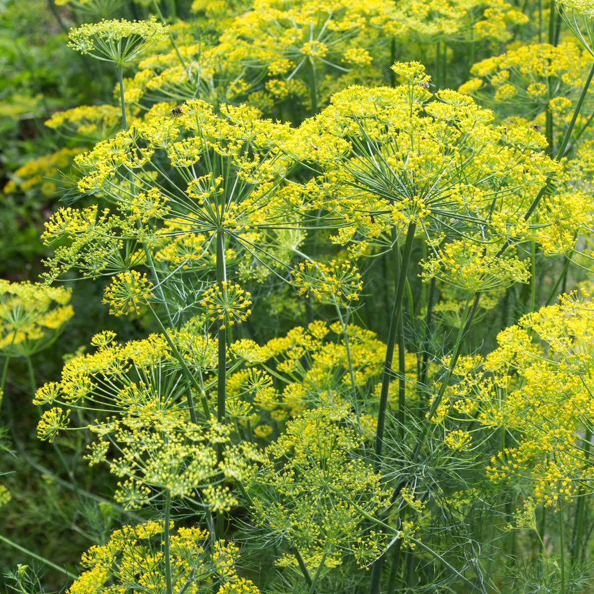 Verkauf Dill Bouquet - Anethum graveolens bouquet