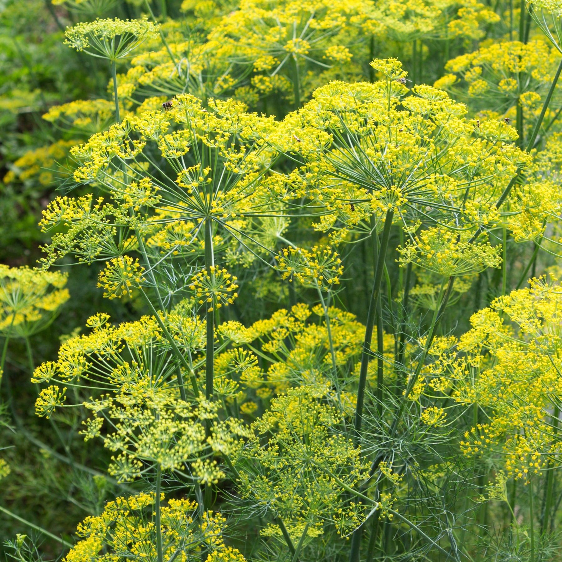 Verkauf Dill Bouquet - Anethum graveolens bouquet
