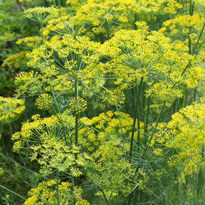 Verkauf Dill Bouquet - Anethum graveolens bouquet