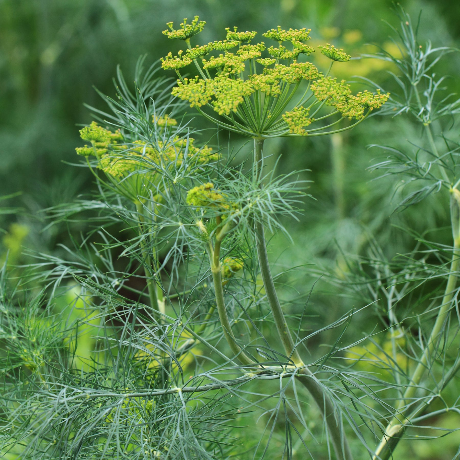 Kräutersamen - Dill Bouquet - Anethum graveolens bouquet