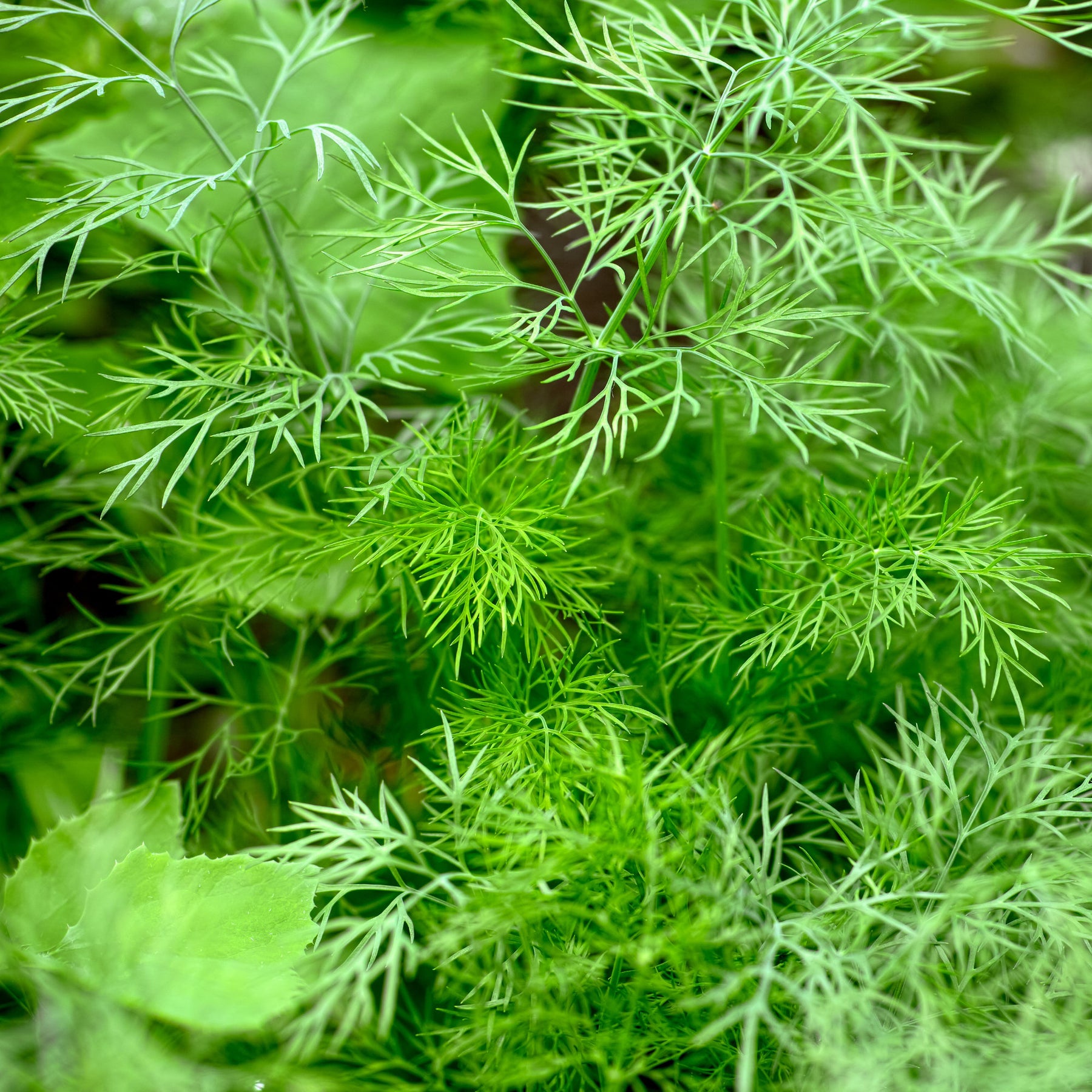 Anethum graveolens bouquet - Dill Bouquet - Kräutersamen