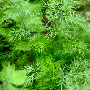 Anethum graveolens bouquet - Dill Bouquet - Kräutersamen