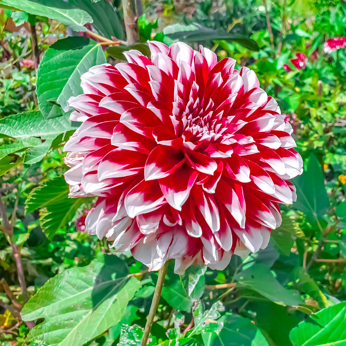 Dahlie Fubuki rot-weiß (x3) - Dahlia fubuki red and white - Willemse