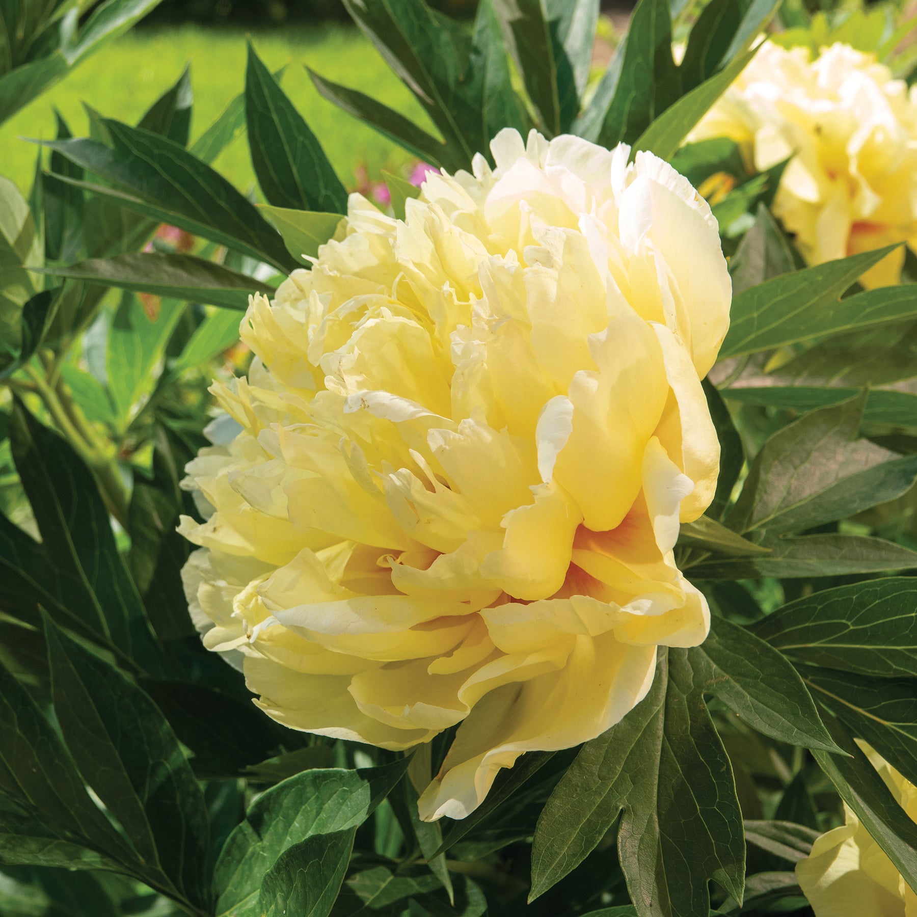 Pfingstrose Itoh Bartzella - Paeonia itoh bartzella - Willemse