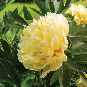 Pfingstrose Itoh Bartzella - Paeonia itoh bartzella - Willemse