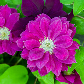 Waldrebe Red star - Willemse