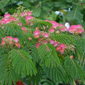 Rosa Seidenbaum