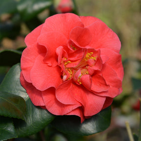 Verkauf Japanische Kamelie ‘Lady Campbell’ - Camellia japonica Lady Campbell