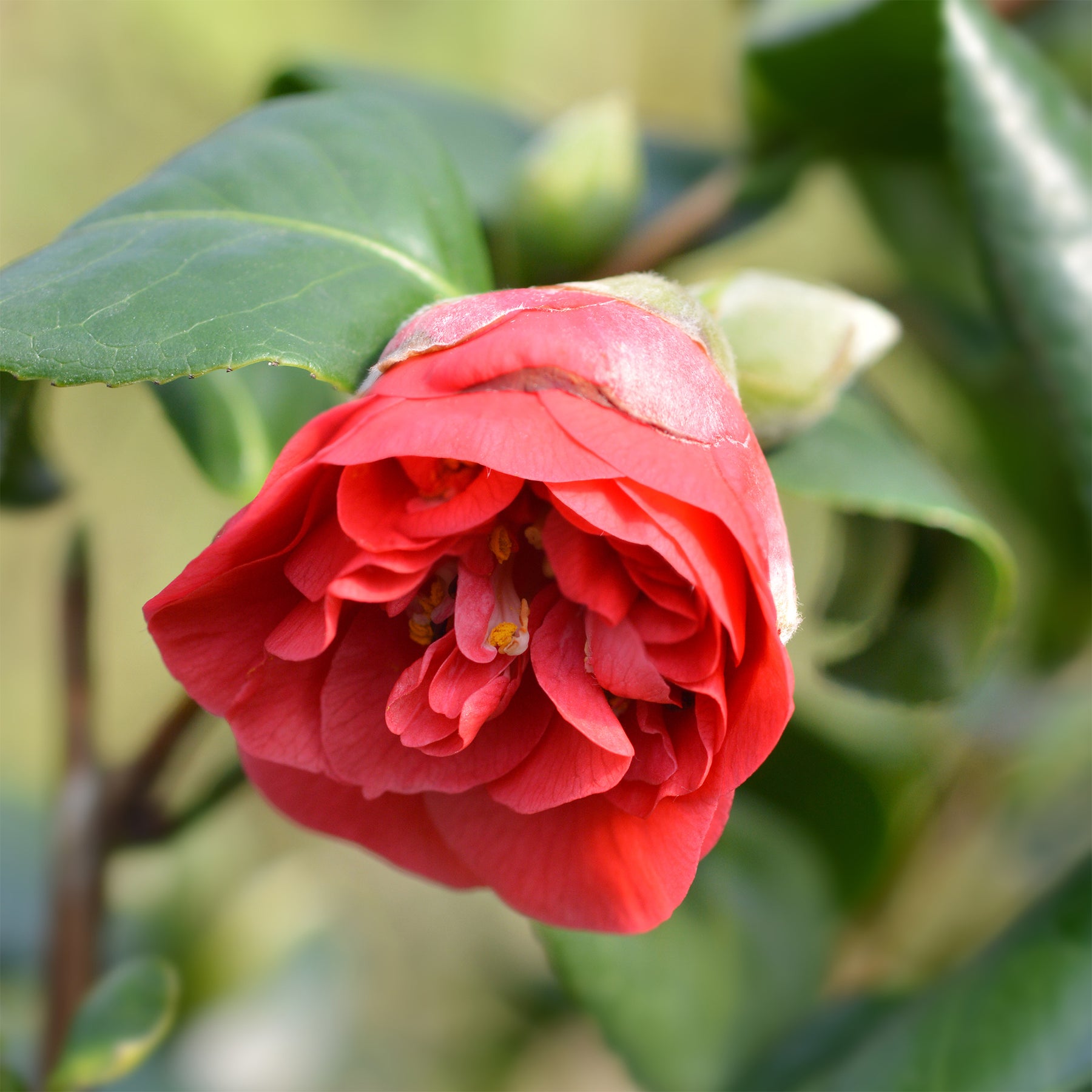 Camellia japonica Lady Campbell - Japanische Kamelie ‘Lady Campbell’ - Kamelie