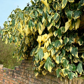 Kaukasus-Efeu ‘Dentata Variegata’ - Hedera colchica dentata variegata - Willemse