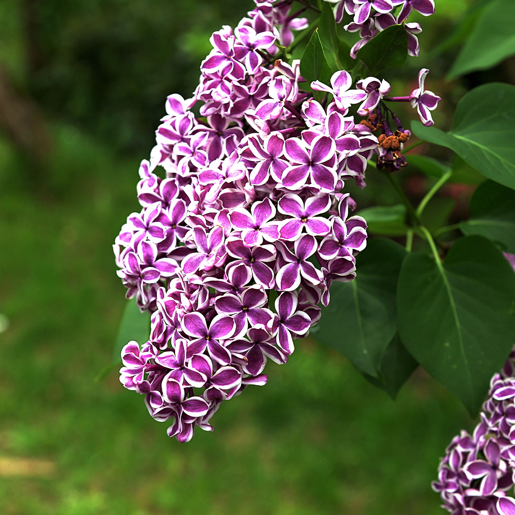 Syringa vulgaris sensation - Flieder Sensation - Flieder