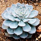 Echeverie ‘Perle von Nürnberg’ - Echeveria Pearl Von Nuernberg - Willemse
