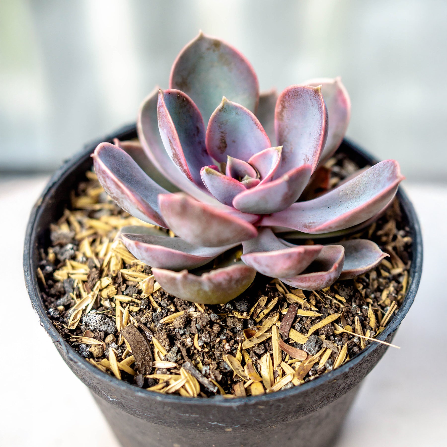 Echeverie ‘Perle von Nürnberg’