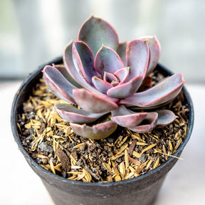 Echeverie ‘Perle von Nürnberg’