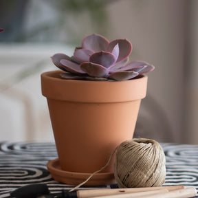 Echeverie ‘Perle von Nürnberg’