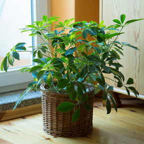 Schefflera - Schefflera arboricola - Willemse