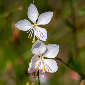Gaura lindheimeri Whirling Butterflies - Prachtkerze Whirling Butterflies - Gaura
