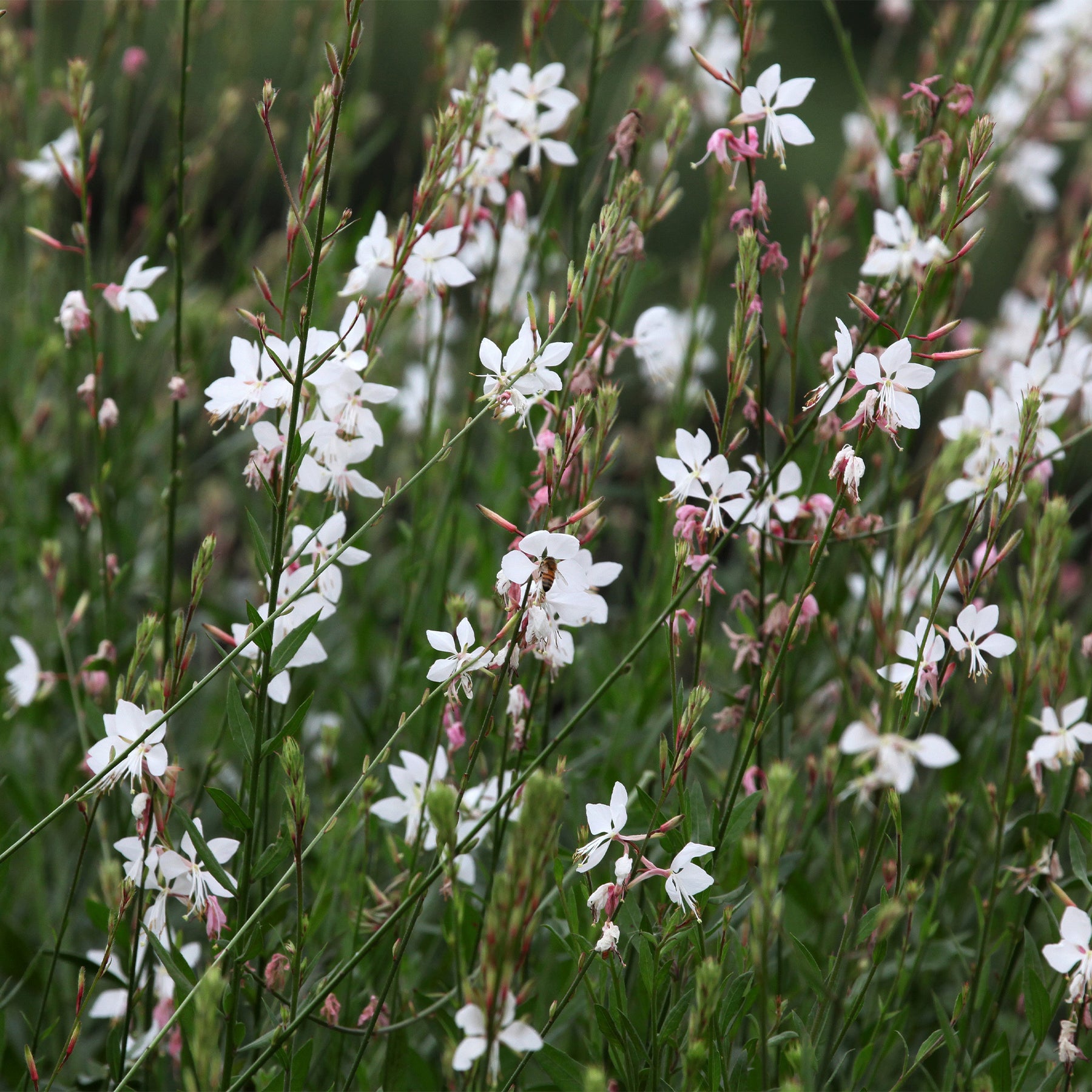 Gaura - Prachtkerze Whirling Butterflies - Gaura lindheimeri Whirling Butterflies