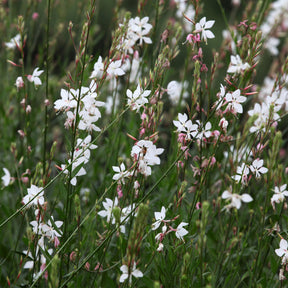 Gaura - Prachtkerze Whirling Butterflies - Gaura lindheimeri Whirling Butterflies