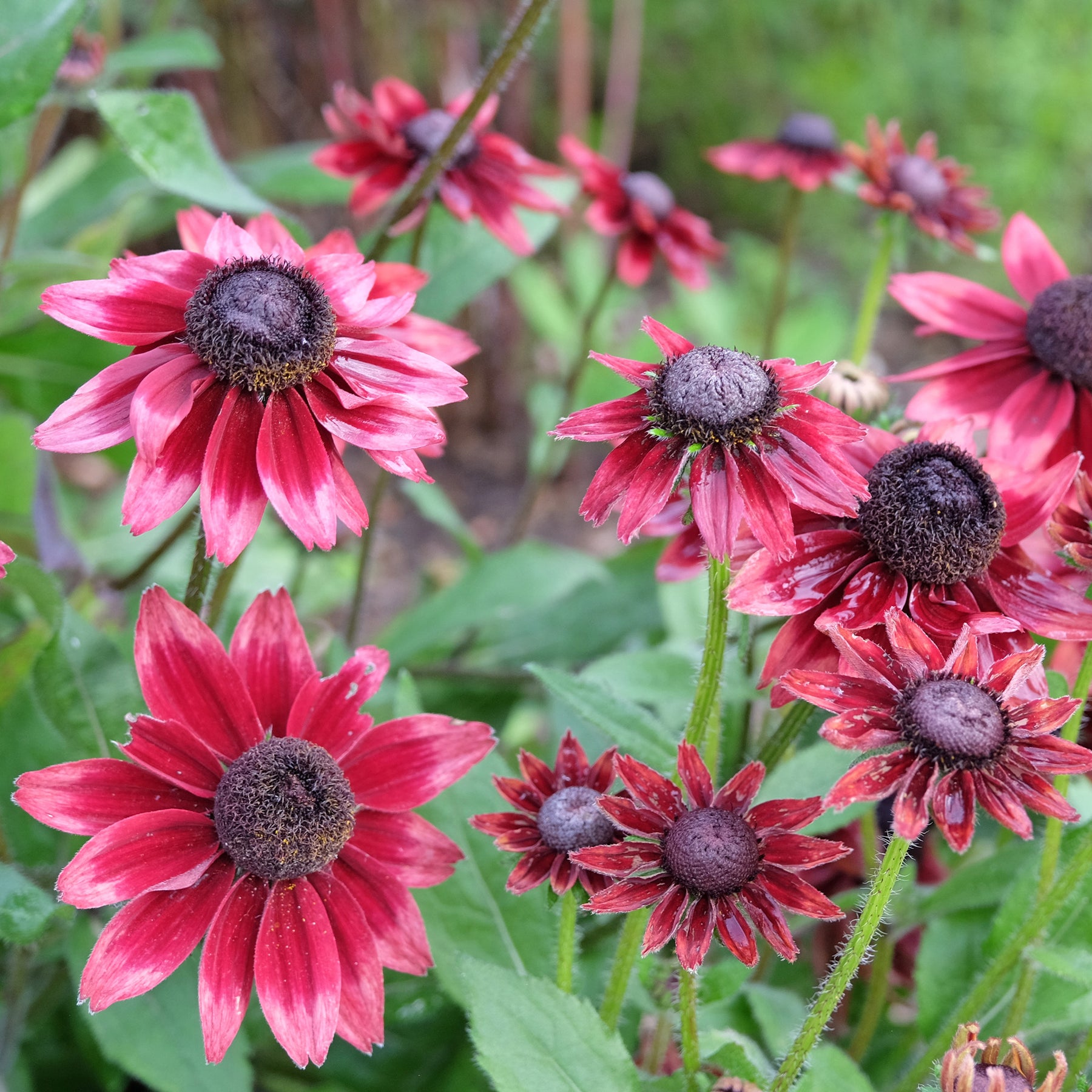 Blühende Stauden - Bunte Margeriten-Kollektion (x6) - Rudbeckia Cherry Brandy, Gaillardia Kobold, Leucanthemum Banana Cream