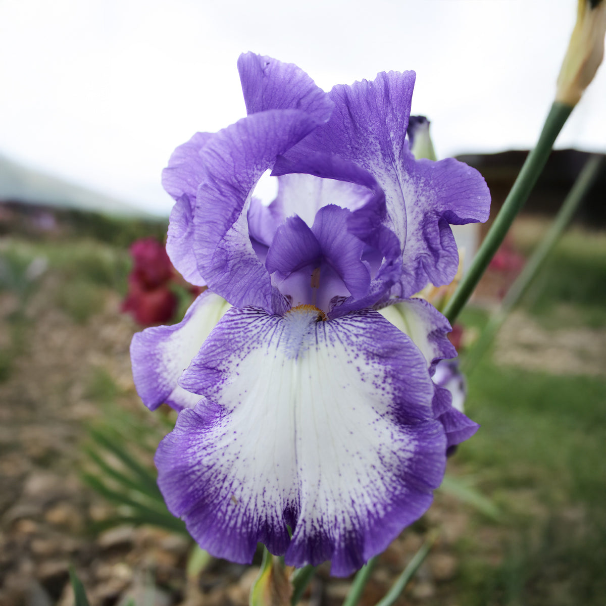 Deutsche Schwertlilie On Edge (x2) - Iris germanica on edge - Willemse