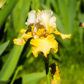 Deutsche Schwertlilie Sangreal (x2) - Iris germanica sangreal - Willemse
