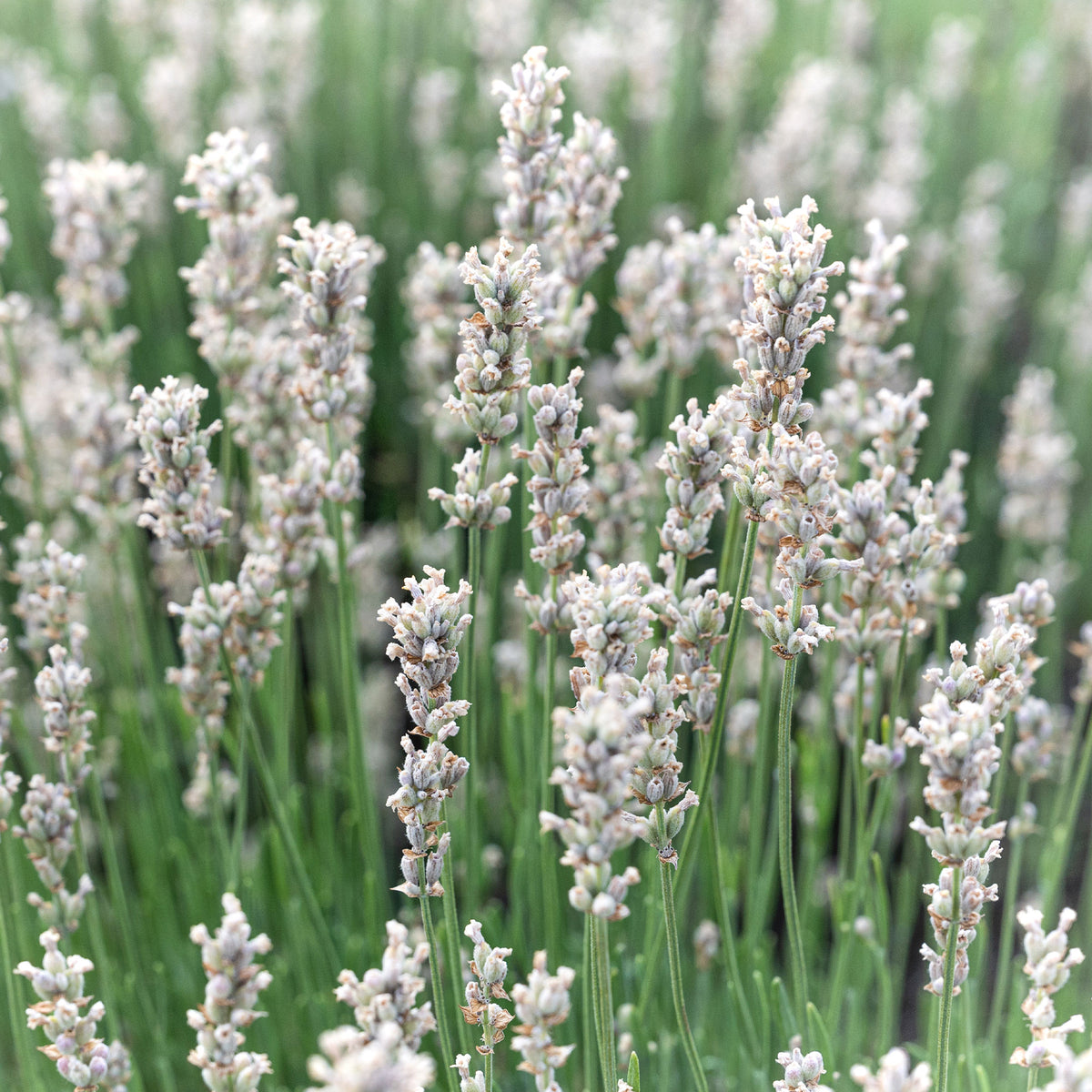 Lavandula angustifolia alba - Weißer Lavendel (x2) - Lavendel