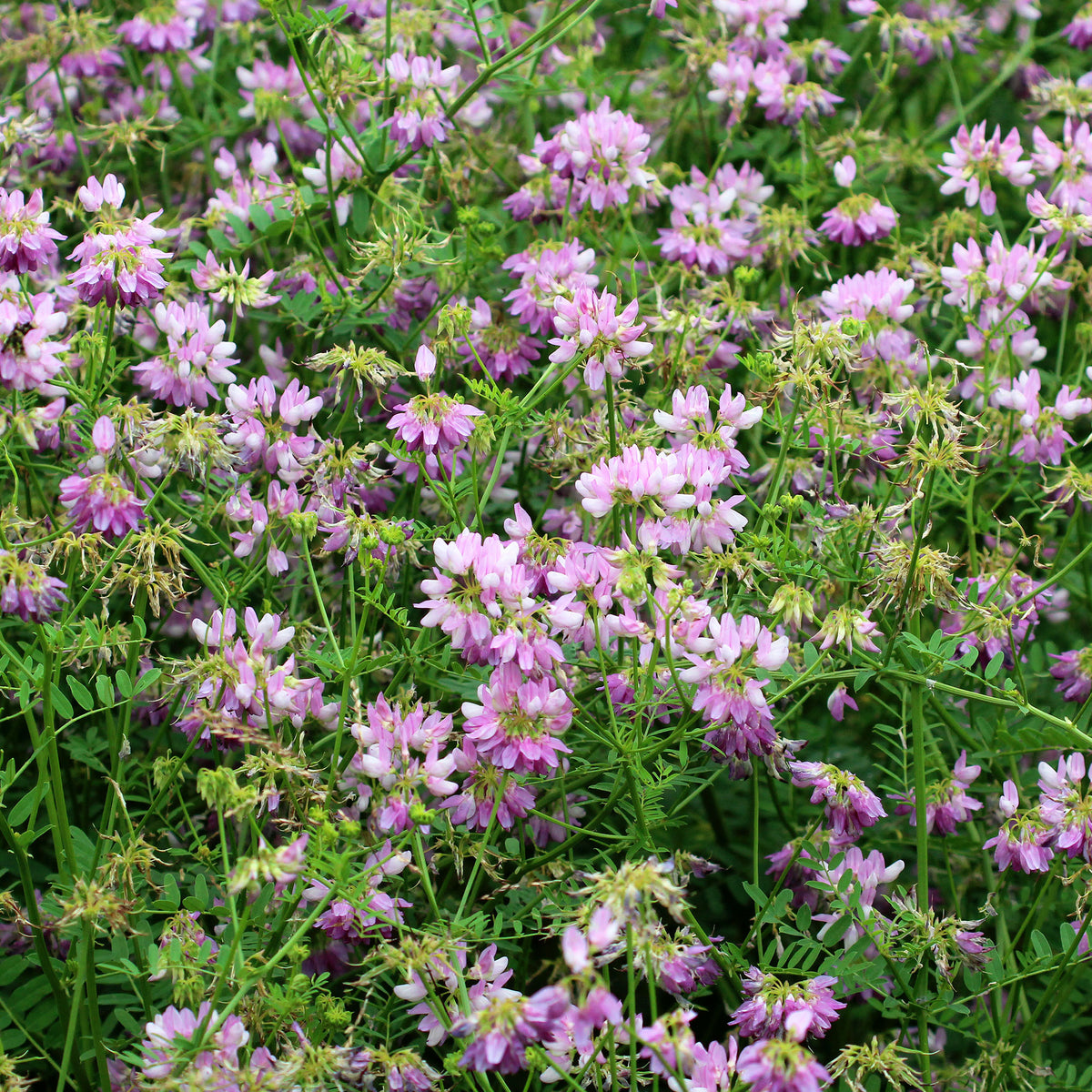 Bunte Kronwicke (x2) - Coronilla varia - Willemse