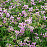 Bunte Kronwicke (x2) - Coronilla varia - Willemse