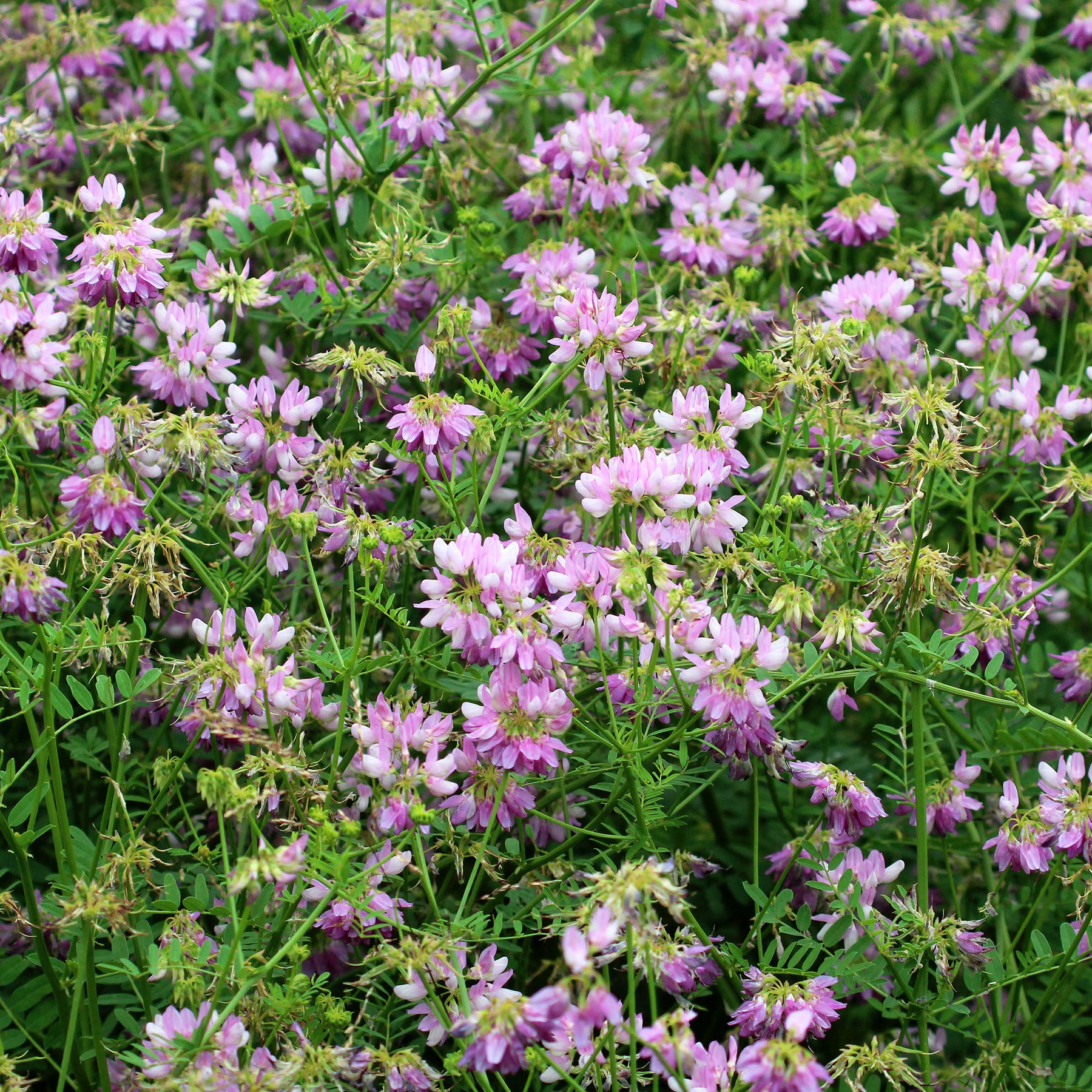 Bunte Kronwicke (x2) - Coronilla varia - Willemse