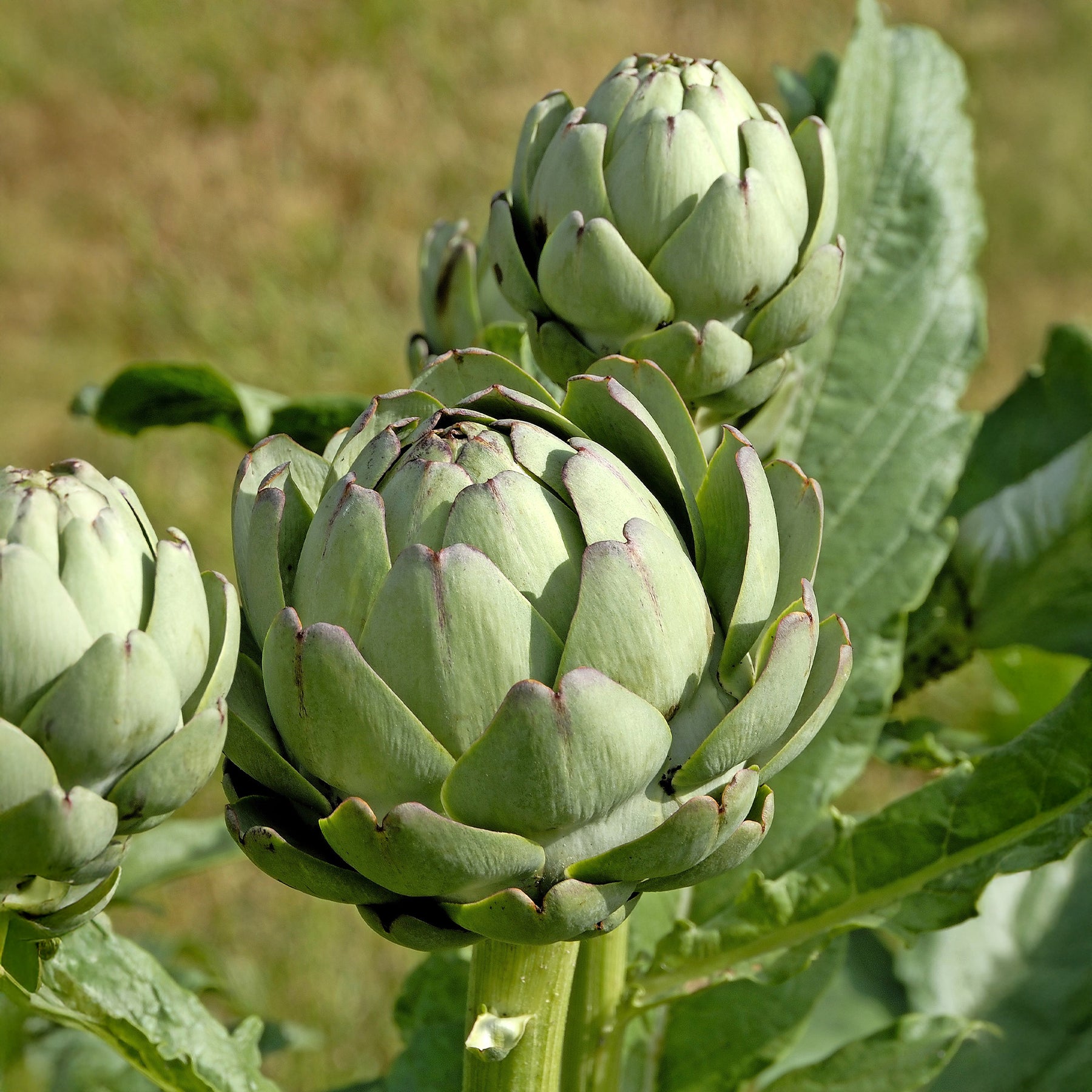 Artischocke Vert de Laon Pflanzen - Cynara scolynus Vert de Laon - Willemse