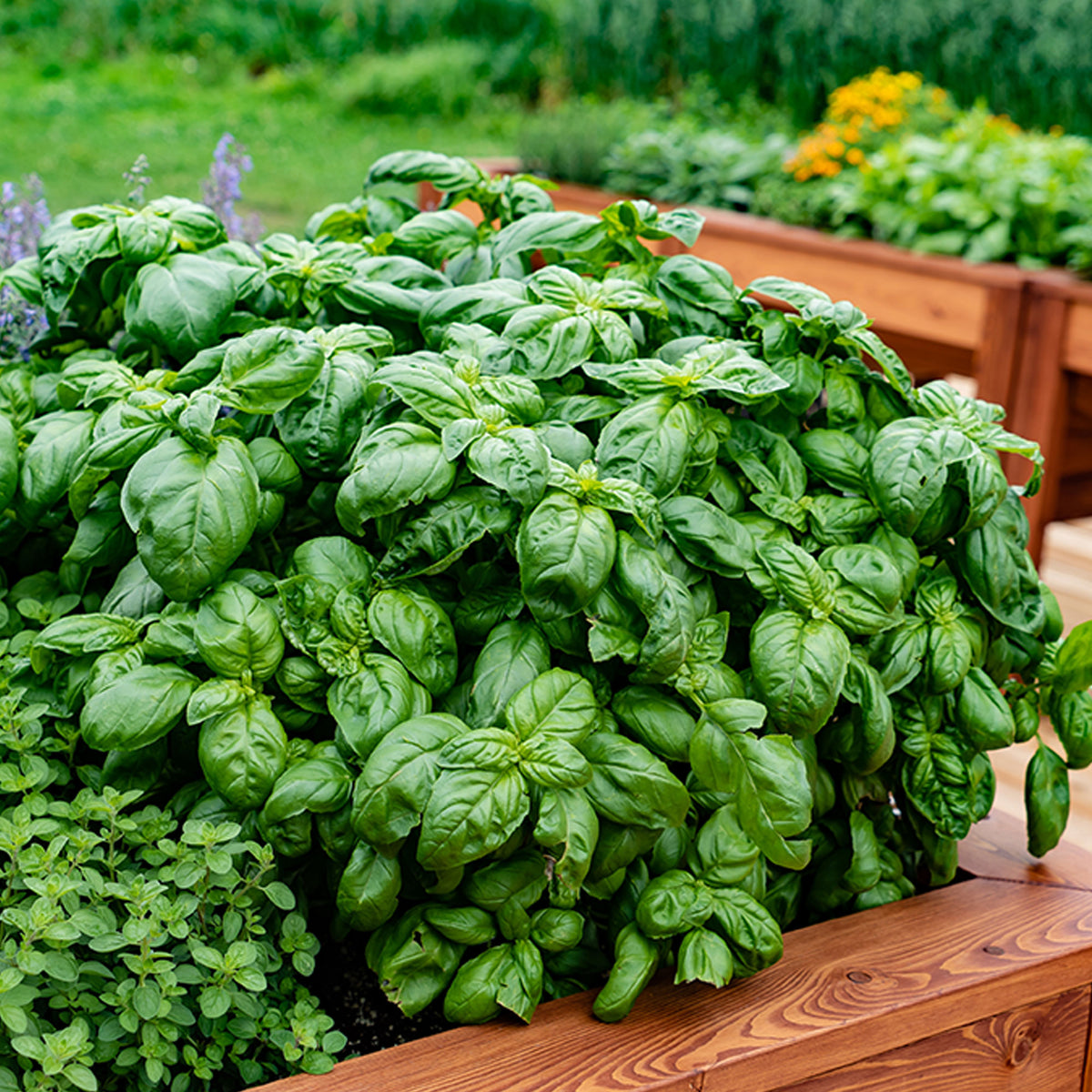Basilikum ‘Grand Vert’ Pflanze - Willemse