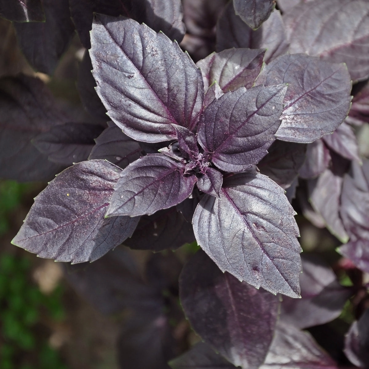 Purpur-Basilikum Pflanze - Willemse