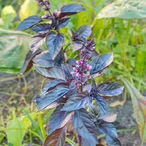 Verkauf Purpur-Basilikum Pflanze - Ocimum basilicum purpurascens