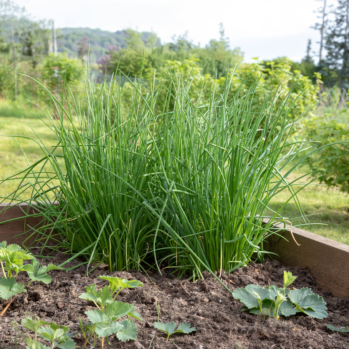 Schnittlauch Pflanze - Allium schoenoprasum - Willemse