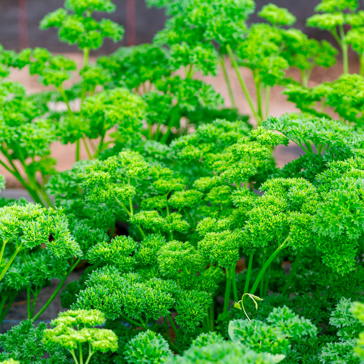 Krause Petersilie Pflanze - Petroselinum crispum - Willemse