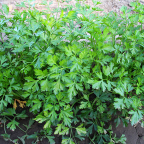 Verkauf Glatte Petersilie Pflanze - Petroselinum crispum