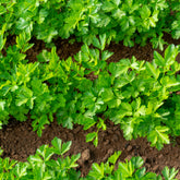 Petroselinum crispum - Glatte Petersilie Pflanze - Petersilie