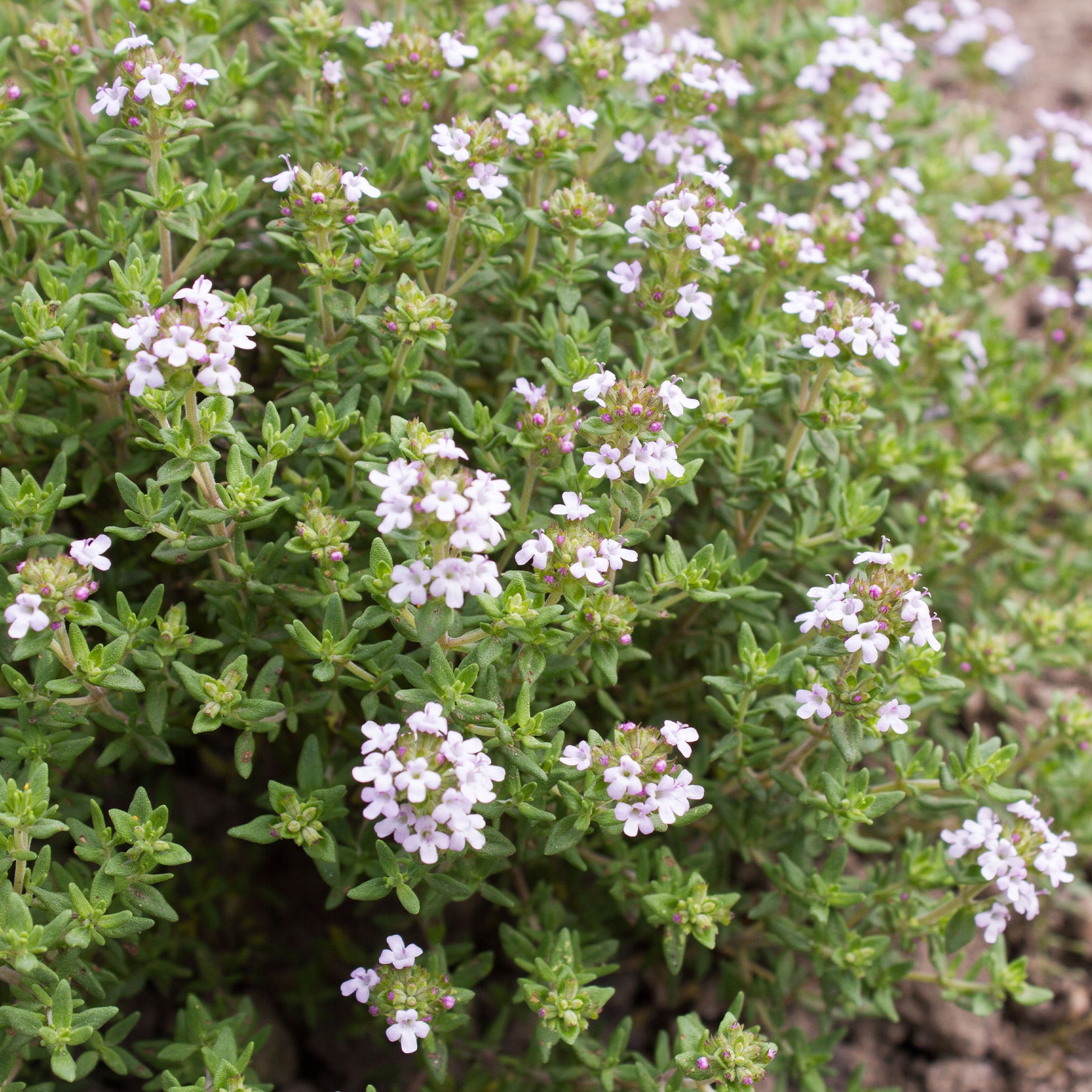 Thymian Pflanze - Thymus vulgaris - Willemse