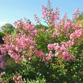 Kreppmyrte ‘Petit Pink’
